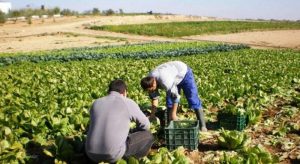 dinamismo del sector agropecuario peruano se pone en riesgo 15487
